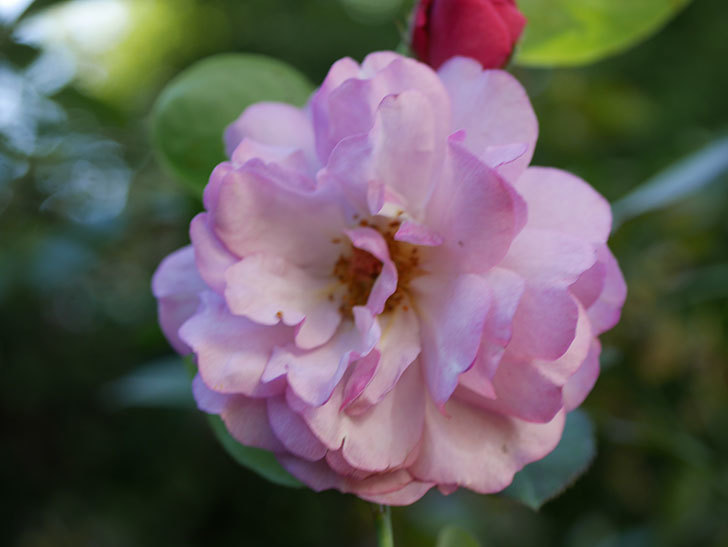 ラベンダーブーケ(Lavender Bouquet)の新苗に秋花が咲いた。半ツルバラ。2020年-006.jpg