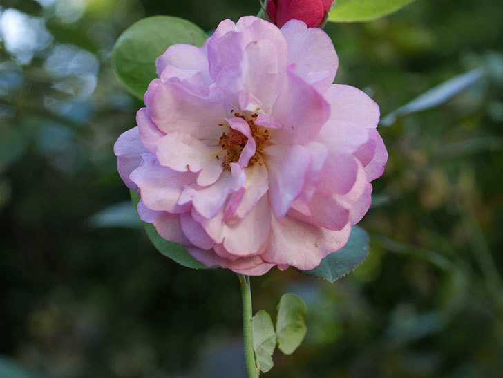 ラベンダーブーケ(Lavender Bouquet)の新苗に秋花が咲いた。半ツルバラ。2020年-007.jpg