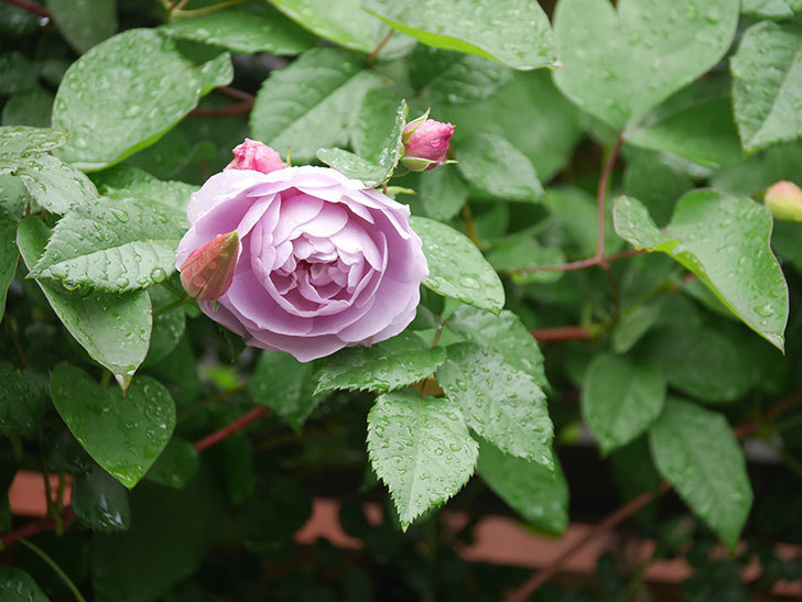 ラベンダーブーケ(Lavender Bouquet)の花がたくさん咲いた。半ツルバラ。2021年-003.jpg