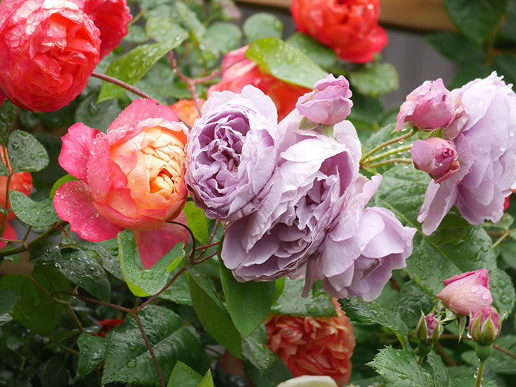 ラベンダーブーケ(Lavender Bouquet)の花がたくさん咲いた。半ツルバラ。2021年-004.jpg
