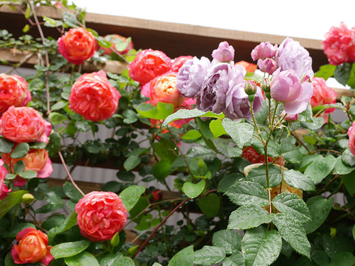 ラベンダーブーケ(Lavender Bouquet)の花がたくさん咲いた。半ツルバラ。2021年-006.jpg