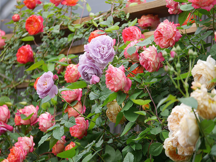 ラベンダーブーケ(Lavender Bouquet)の花がたくさん咲いた。半ツルバラ。2021年-010.jpg