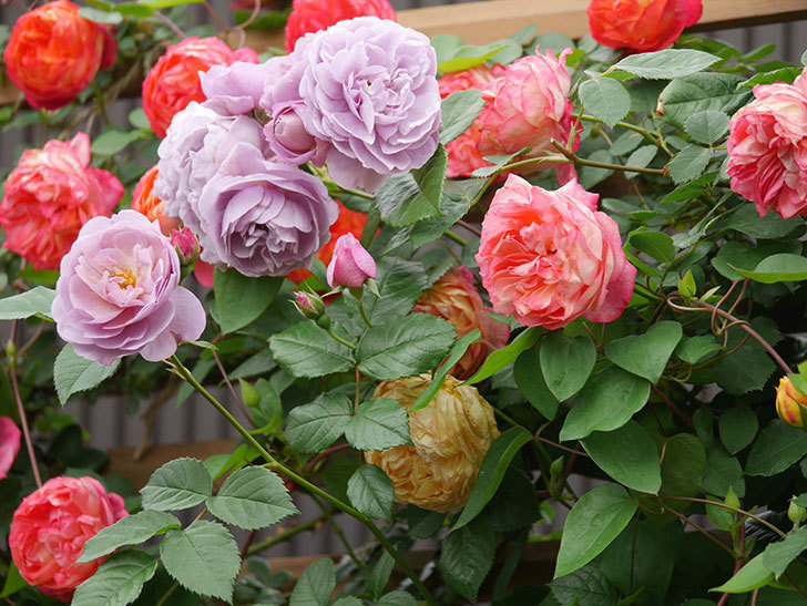 ラベンダーブーケ(Lavender Bouquet)の花がたくさん咲いた。半ツルバラ。2021年-013.jpg