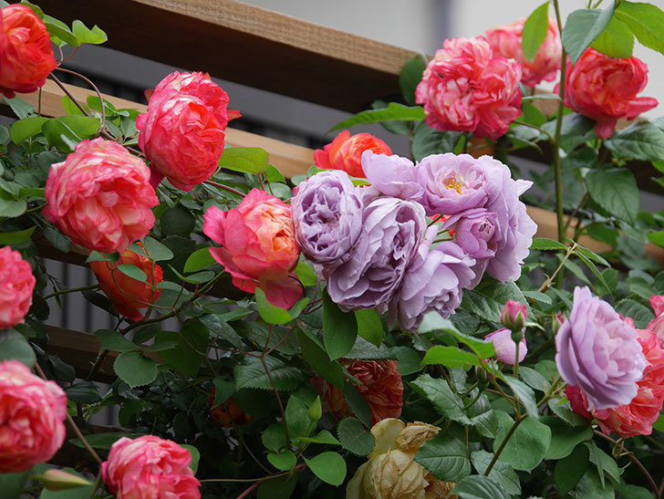 ラベンダーブーケ(Lavender Bouquet)の花がたくさん咲いた。半ツルバラ。2021年-016.jpg