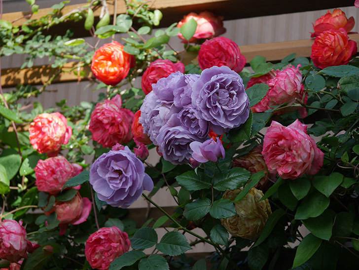 ラベンダーブーケ(Lavender Bouquet)の花がたくさん咲いた。半ツルバラ。2021年-020.jpg