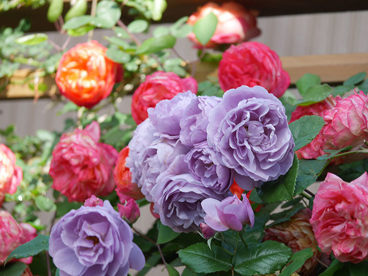 ラベンダーブーケ(Lavender Bouquet)の花がたくさん咲いた。半ツルバラ。2021年-021.jpg