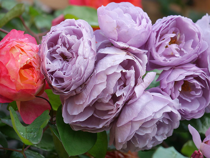 ラベンダーブーケ(Lavender Bouquet)の花がたくさん咲いた。半ツルバラ。2021年-024.jpg