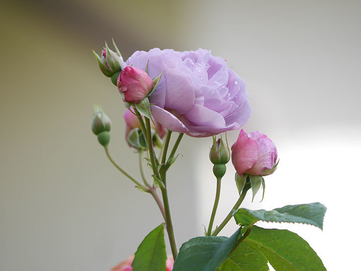 ラベンダーブーケ(Lavender Bouquet)の花がたくさん咲いた。半ツルバラ。2021年-025.jpg
