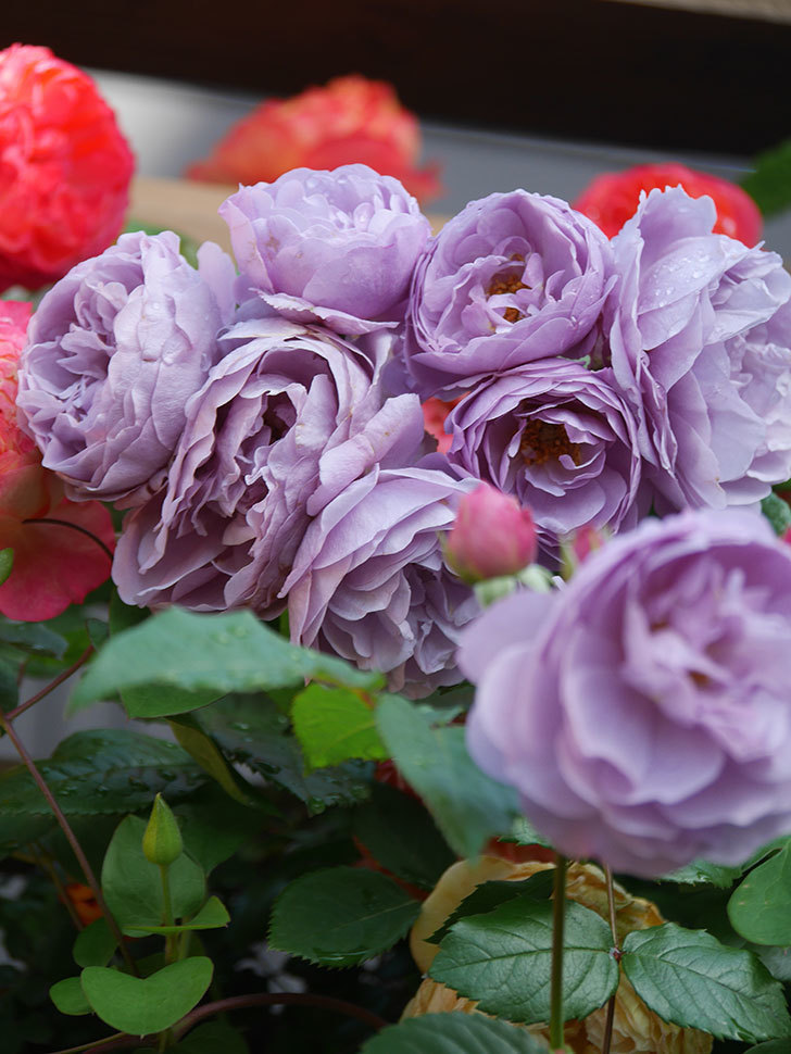 ラベンダーブーケ(Lavender Bouquet)の花がたくさん咲いた。半ツルバラ。2021年-026.jpg