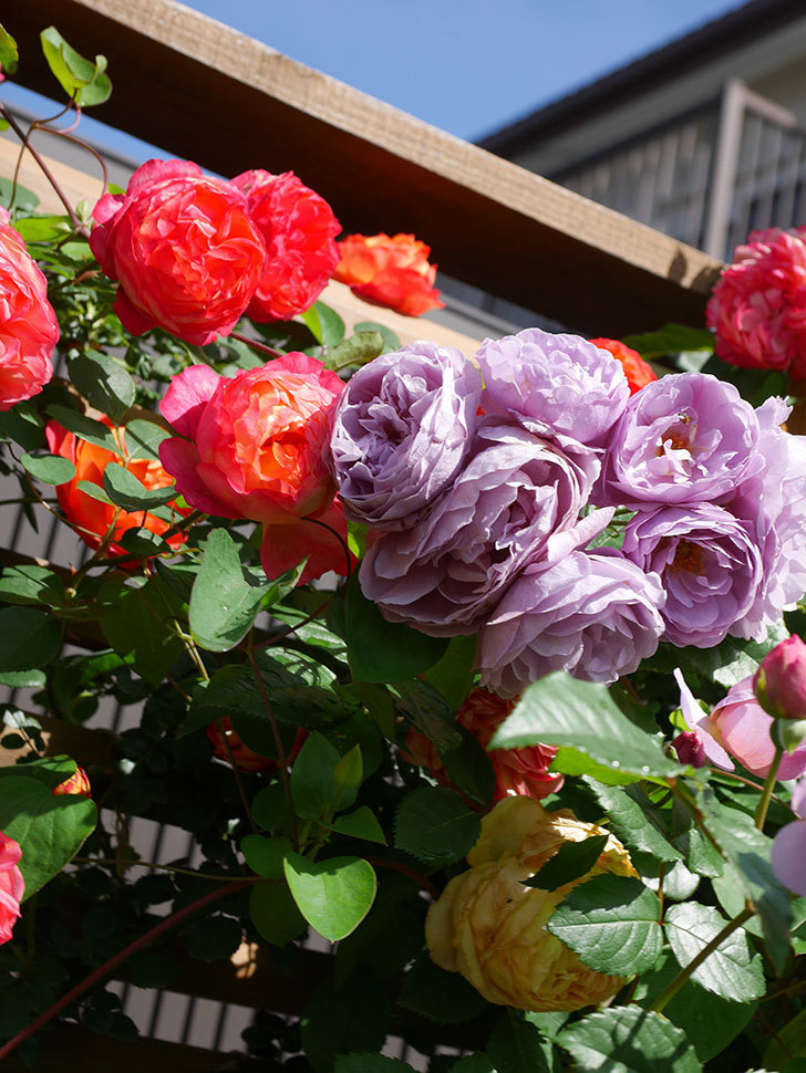 ラベンダーブーケ(Lavender Bouquet)の花がたくさん咲いた。半ツルバラ。2021年-031.jpg