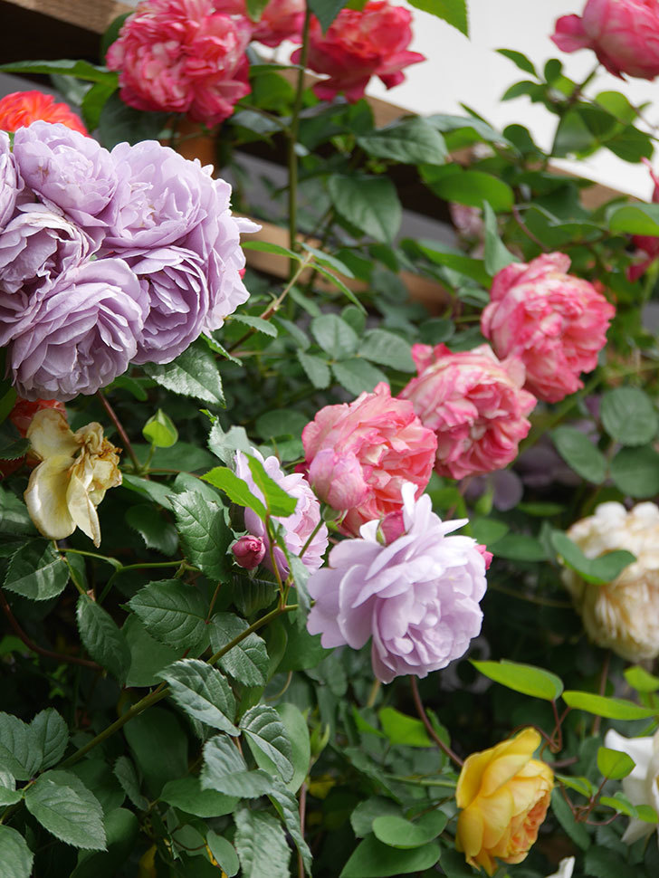 ラベンダーブーケ(Lavender Bouquet)の花がたくさん咲いた。半ツルバラ。2021年-038.jpg