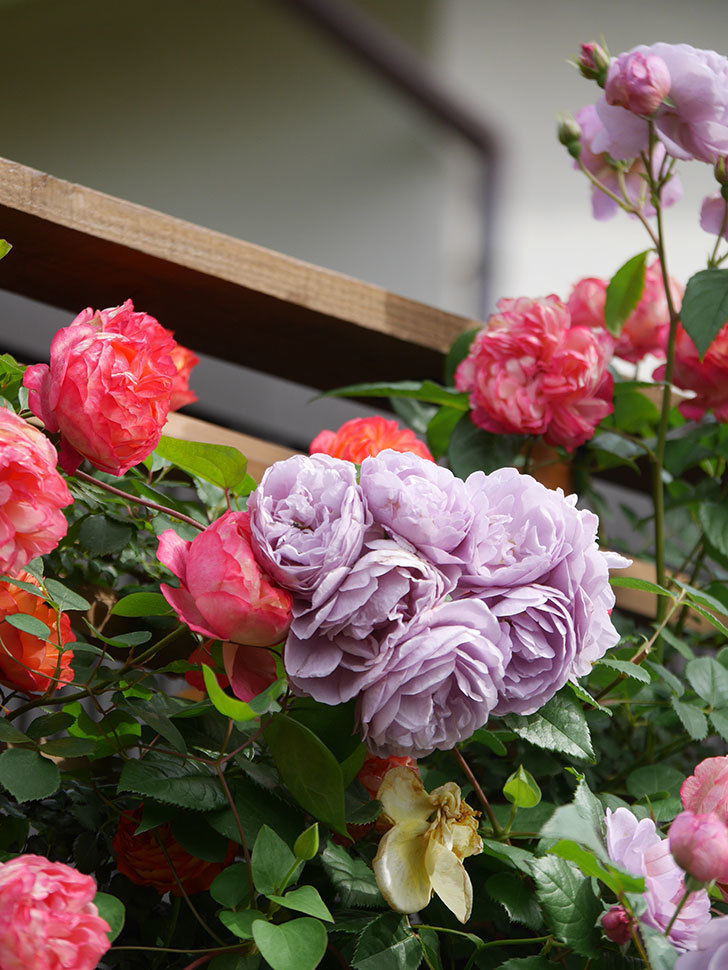 ラベンダーブーケ(Lavender Bouquet)の花がたくさん咲いた。半ツルバラ。2021年-039.jpg