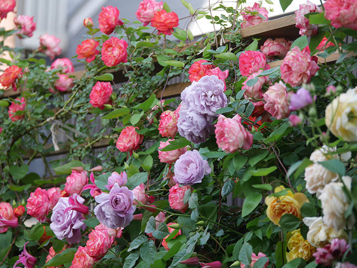 ラベンダーブーケ(Lavender Bouquet)の花がたくさん咲いた。半ツルバラ。2021年-042.jpg