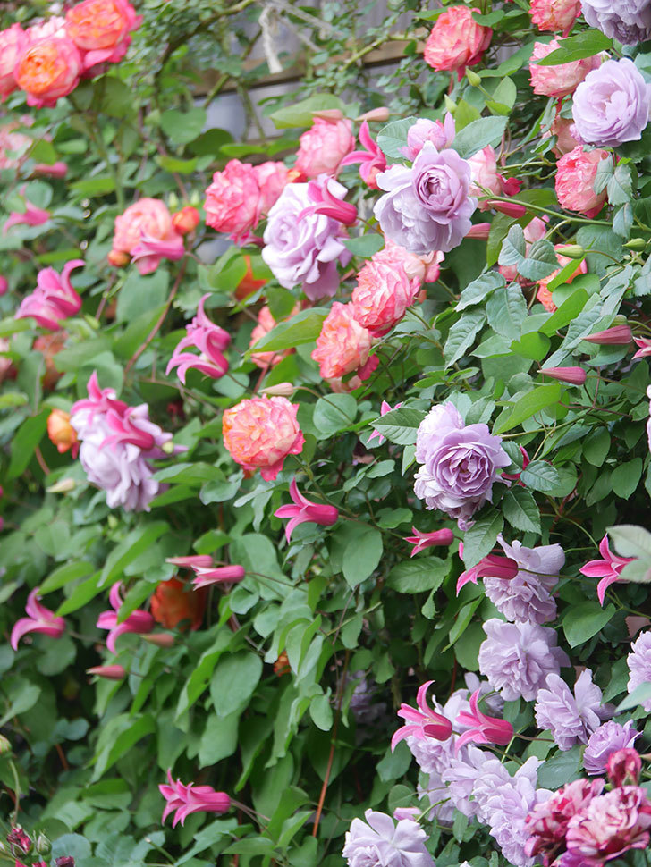 ラベンダーブーケ(Lavender Bouquet)の花がたくさん咲いた。半ツルバラ。2021年-044.jpg