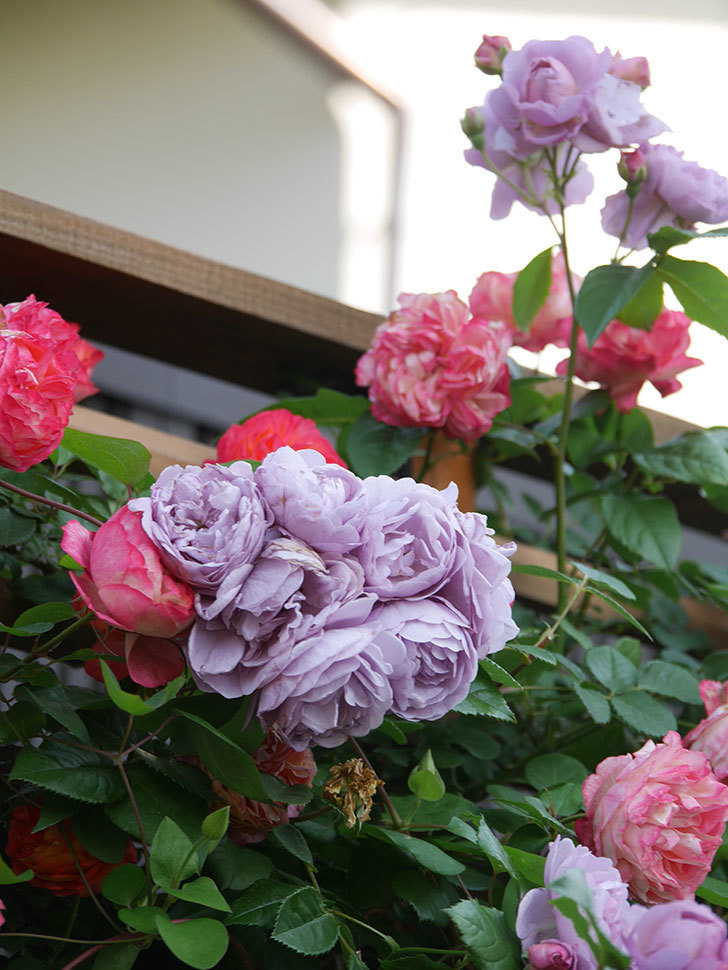 ラベンダーブーケ(Lavender Bouquet)の花がたくさん咲いた。半ツルバラ。2021年-052.jpg