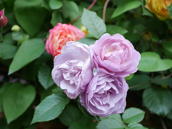 ラベンダーブーケ(Lavender Bouquet)の花がたくさん咲いた。半ツルバラ。2021年-055.jpg