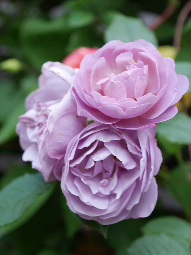 ラベンダーブーケ(Lavender Bouquet)の花がたくさん咲いた。半ツルバラ。2021年-057.jpg