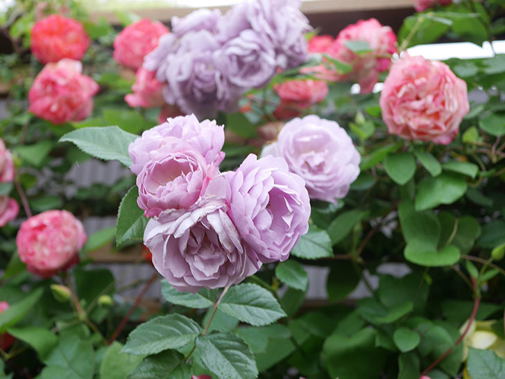 ラベンダーブーケ(Lavender Bouquet)の花がたくさん咲いた。半ツルバラ。2021年-060.jpg