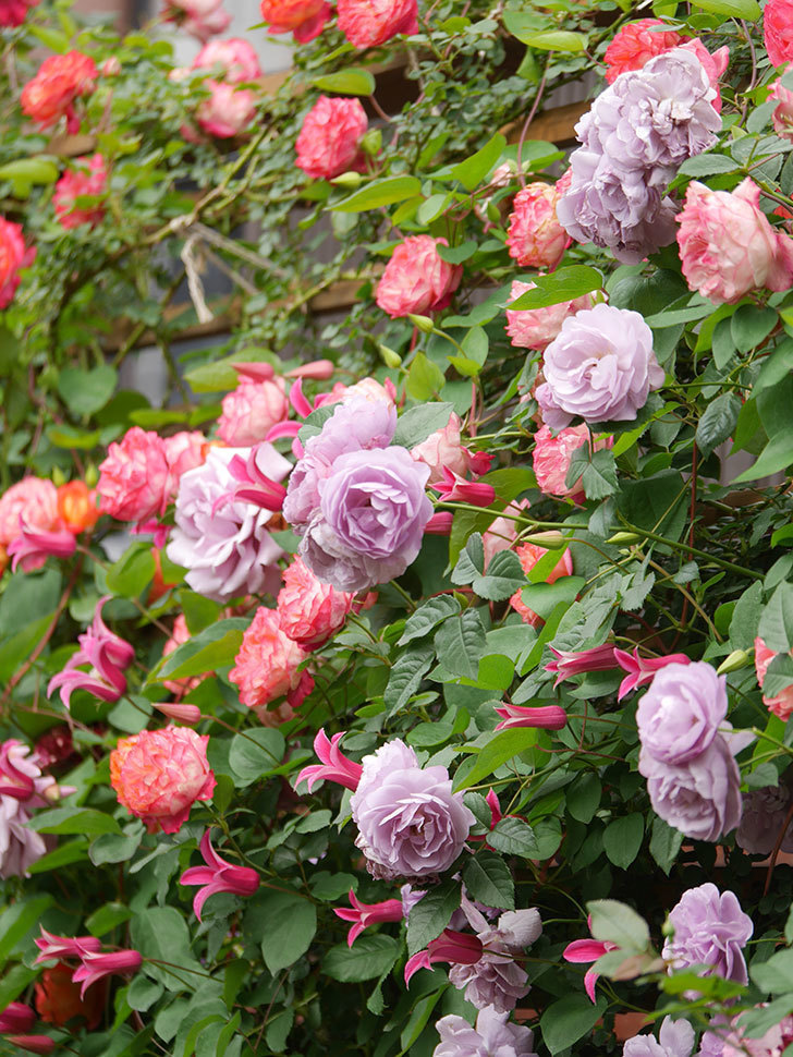 ラベンダーブーケ(Lavender Bouquet)の花がたくさん咲いた。半ツルバラ。2021年-063.jpg