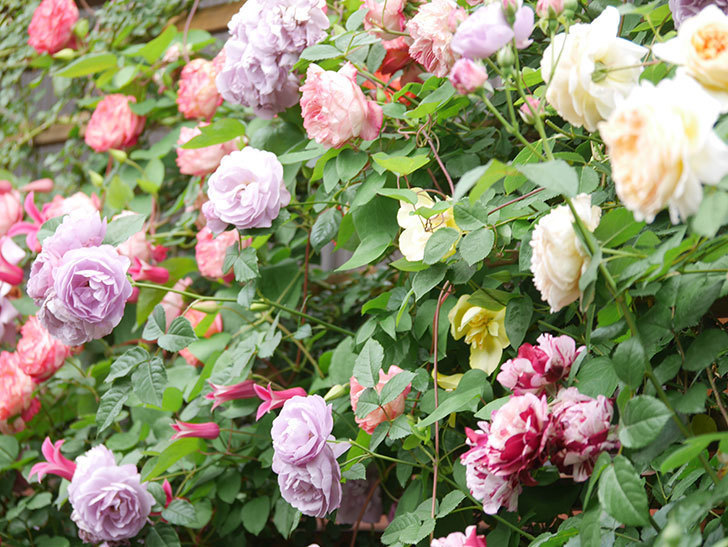 ラベンダーブーケ(Lavender Bouquet)の花がたくさん咲いた。半ツルバラ。2021年-064.jpg