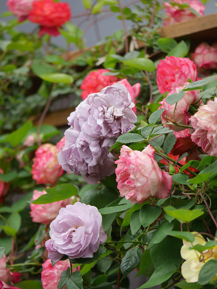 ラベンダーブーケ(Lavender Bouquet)の花がたくさん咲いた。半ツルバラ。2021年-066.jpg