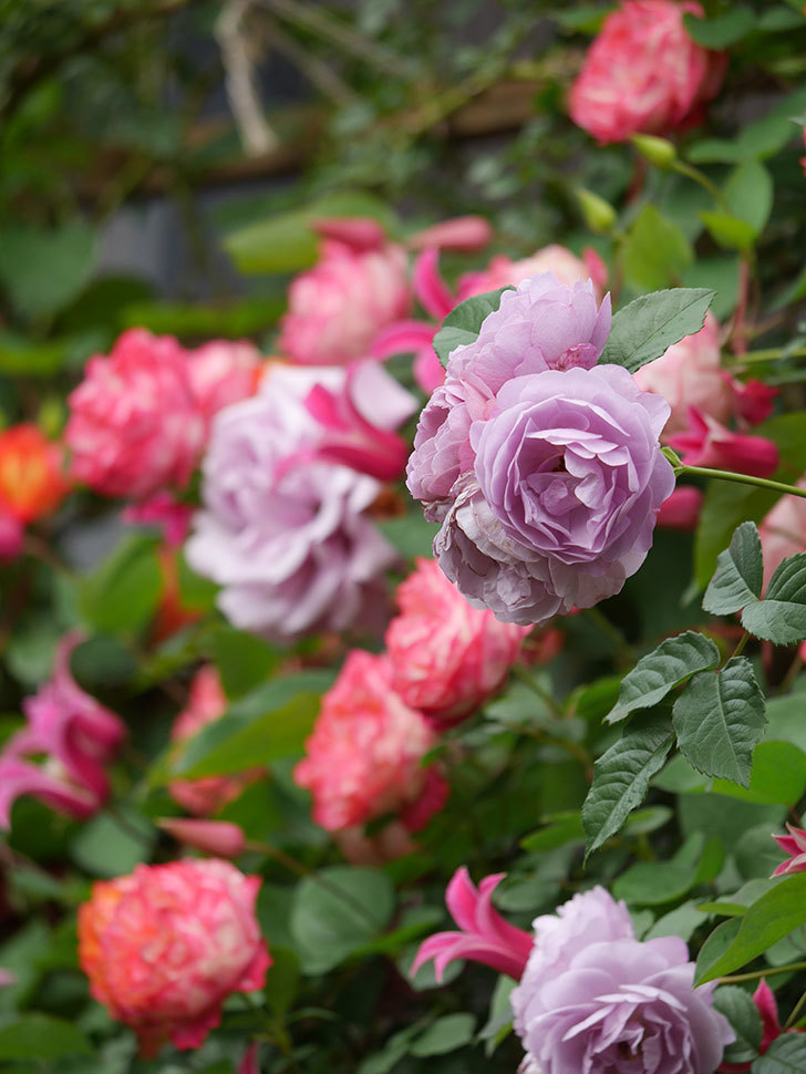 ラベンダーブーケ(Lavender Bouquet)の花がたくさん咲いた。半ツルバラ。2021年-068.jpg