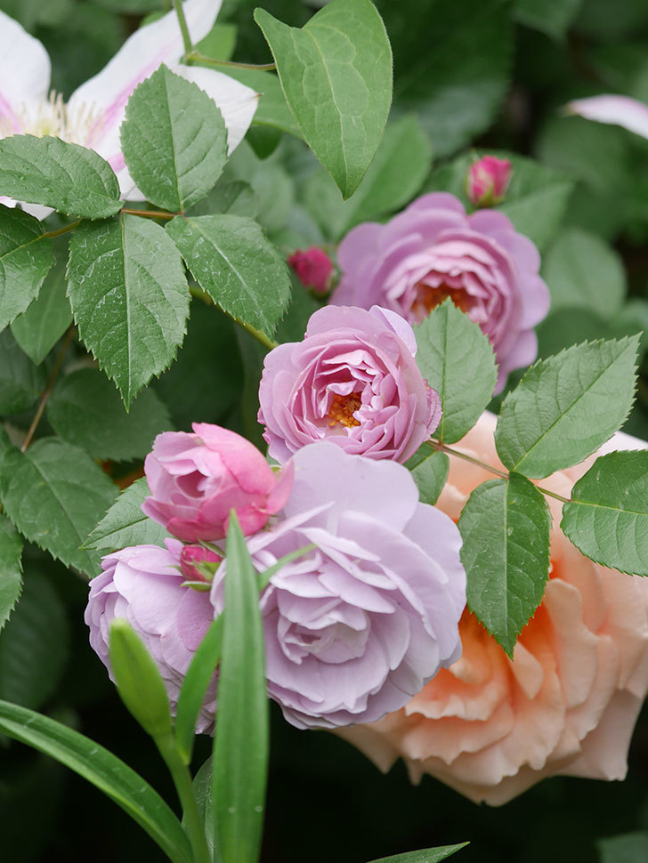 ラベンダーブーケ(Lavender Bouquet)の花がたくさん咲いた。半ツルバラ。2021年-071.jpg