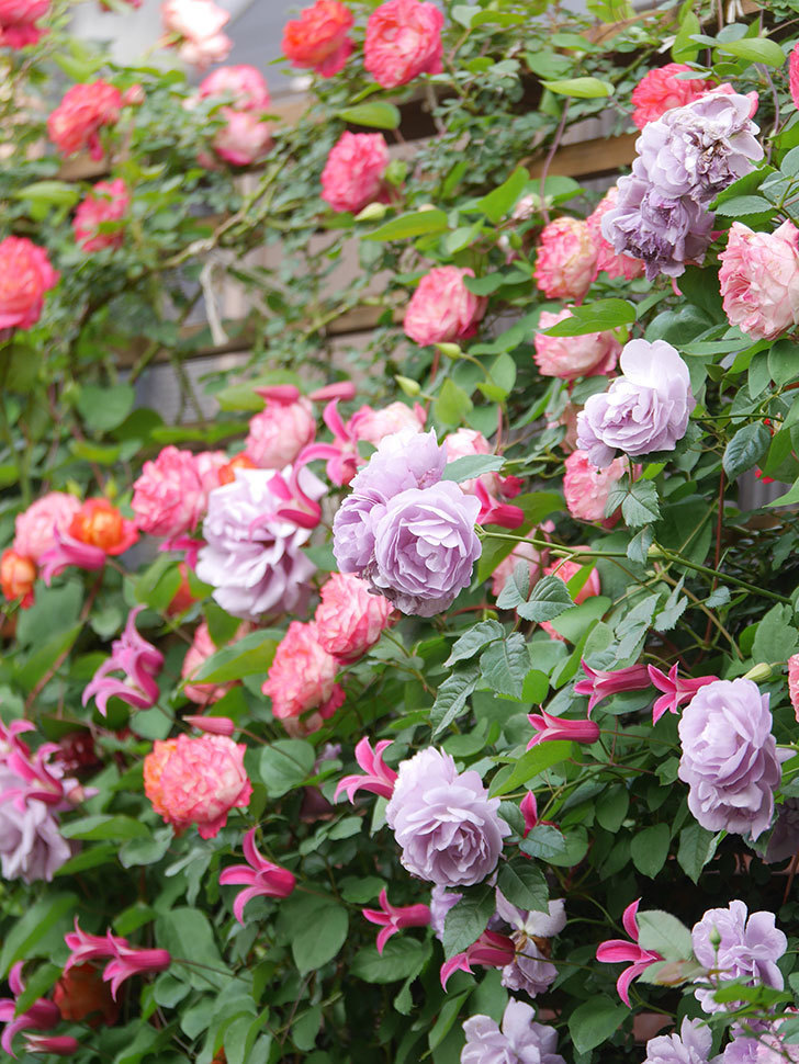 ラベンダーブーケ(Lavender Bouquet)の花がたくさん咲いた。半ツルバラ。2021年-084.jpg