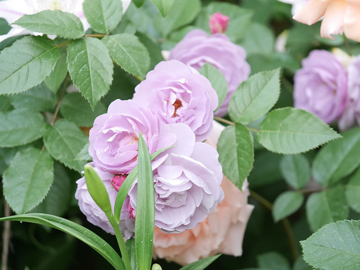 ラベンダーブーケ(Lavender Bouquet)の花がたくさん咲いた。半ツルバラ。2021年-087.jpg