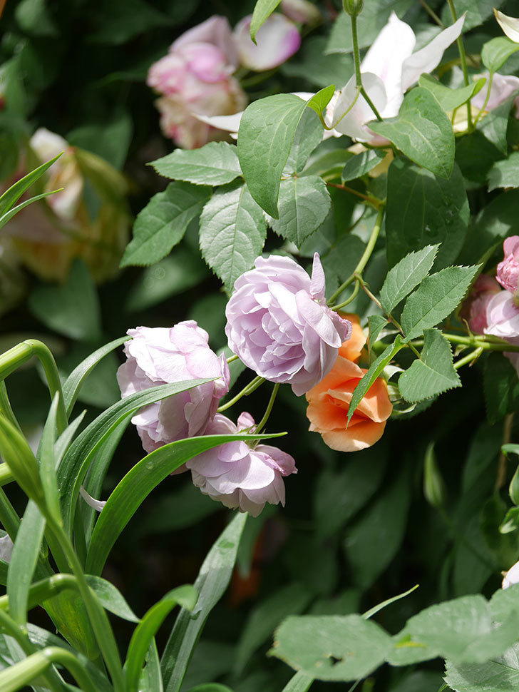 ラベンダーブーケ(Lavender Bouquet)の花がたくさん咲いた。半ツルバラ。2021年-095.jpg