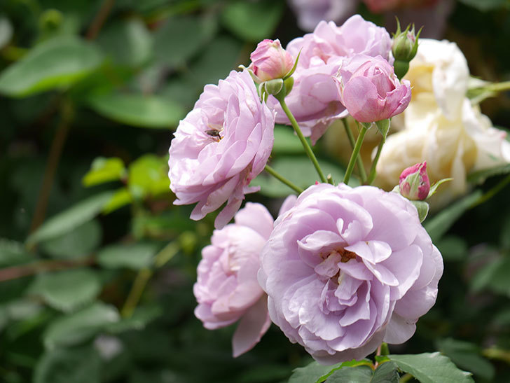 ラベンダーブーケ(Lavender Bouquet)の花がたくさん咲いた。半ツルバラ。2021年-096.jpg