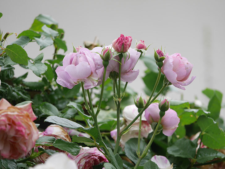 ラベンダーブーケ(Lavender Bouquet)の花がたくさん咲いた。半ツルバラ。2021年-108.jpg