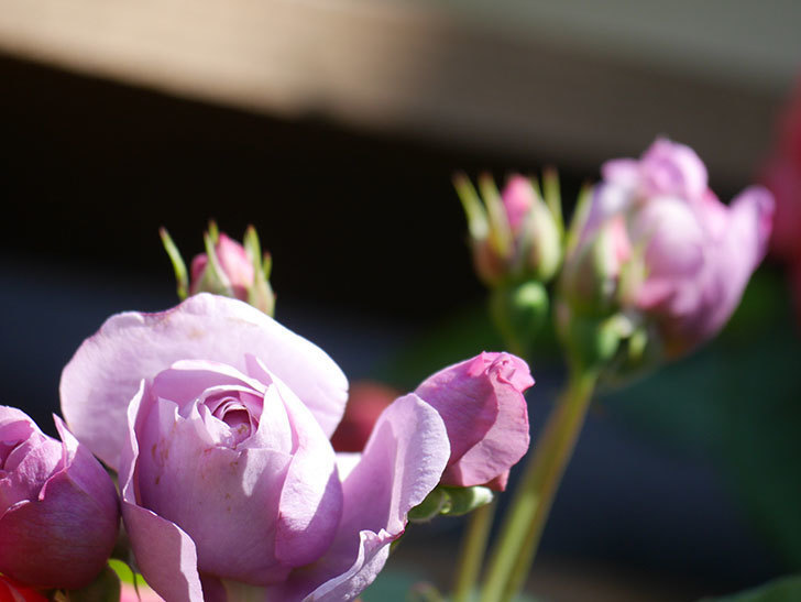 ラベンダーブーケ(Lavender Bouquet)の花が咲いた。半ツルバラ。2021年-009.jpg