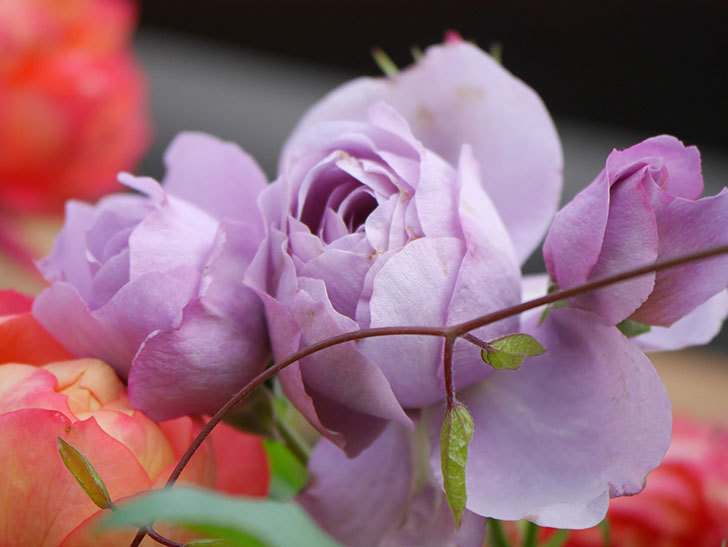 ラベンダーブーケ(Lavender Bouquet)の花が咲いた。半ツルバラ。2021年-017.jpg