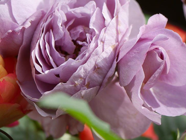 ラベンダーブーケ(Lavender Bouquet)の花が咲いた。半ツルバラ。2021年-043.jpg