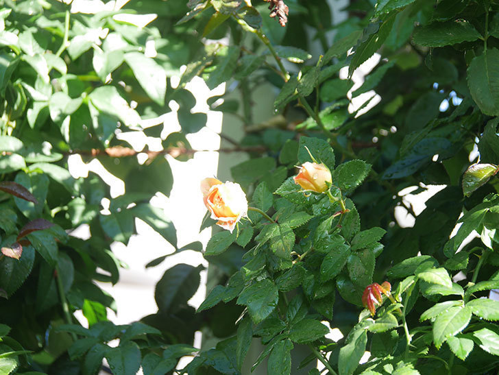 ランタン・シトロイユ(Lanterne Citrouille)の秋花が咲いた。半ツルバラ。2021年-006.jpg