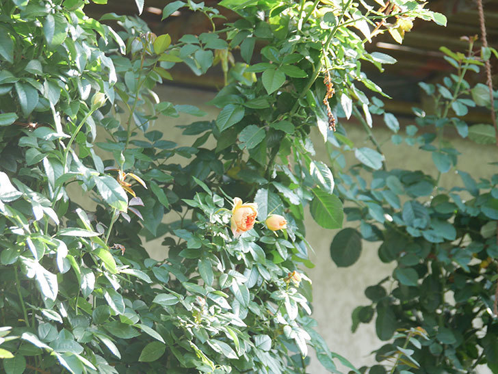 ランタン・シトロイユ(Lanterne Citrouille)の秋花が咲いた。半ツルバラ。2021年-014.jpg
