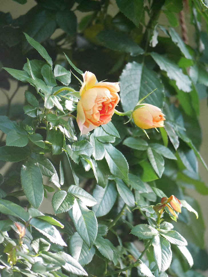 ランタン・シトロイユ(Lanterne Citrouille)の秋花が咲いた。半ツルバラ。2021年-016.jpg