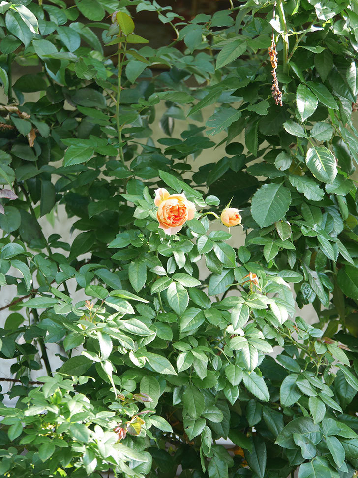 ランタン・シトロイユ(Lanterne Citrouille)の秋花が咲いた。半ツルバラ。2021年-018.jpg
