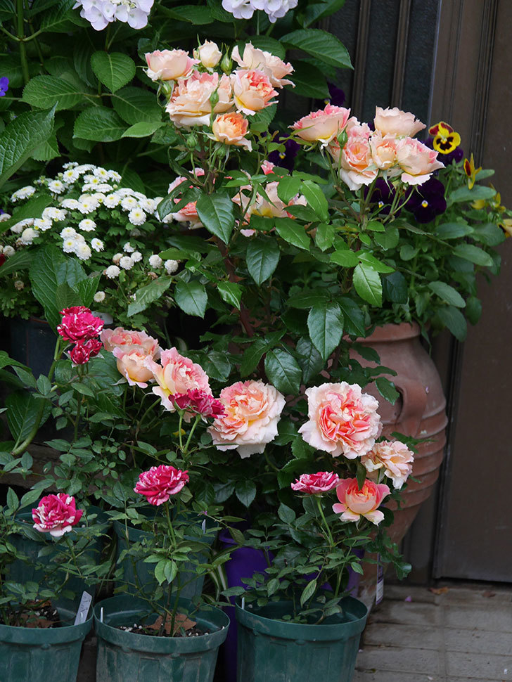 ランタン・シトロイユ(Lanterne Citrouille)の花がたくさん咲いた。半ツルバラ。2020年-002.jpg