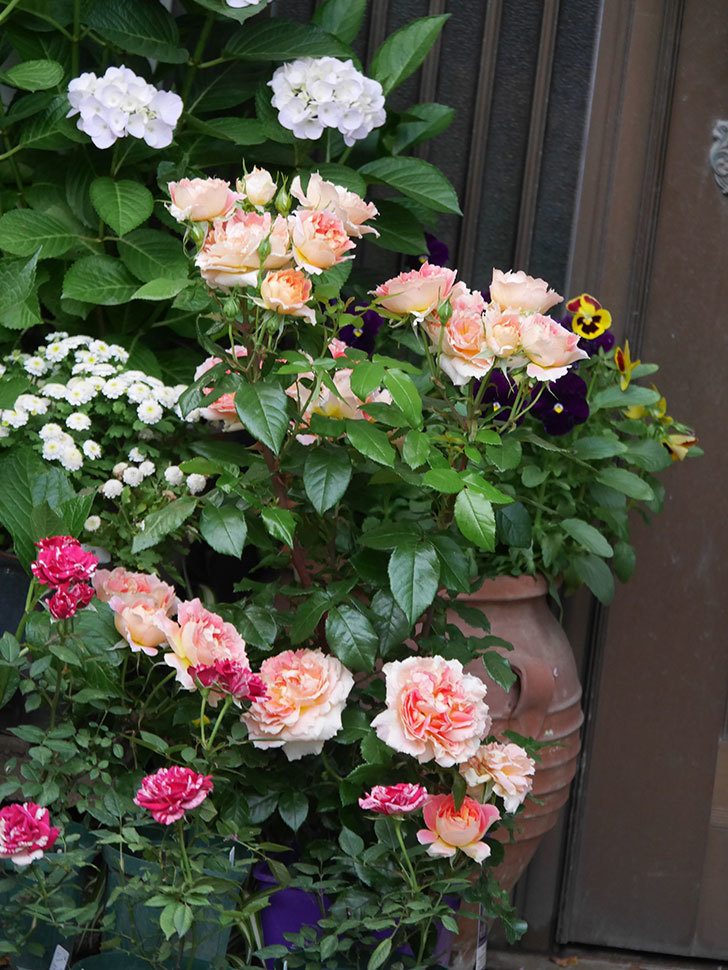 ランタン・シトロイユ(Lanterne Citrouille)の花がたくさん咲いた。半ツルバラ。2020年-003.jpg