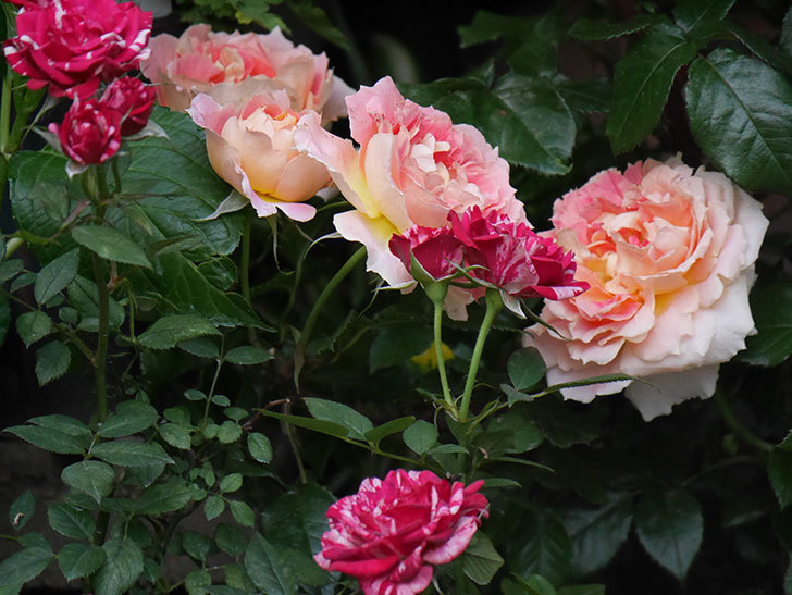 ランタン・シトロイユ(Lanterne Citrouille)の花がたくさん咲いた。半ツルバラ。2020年-007.jpg