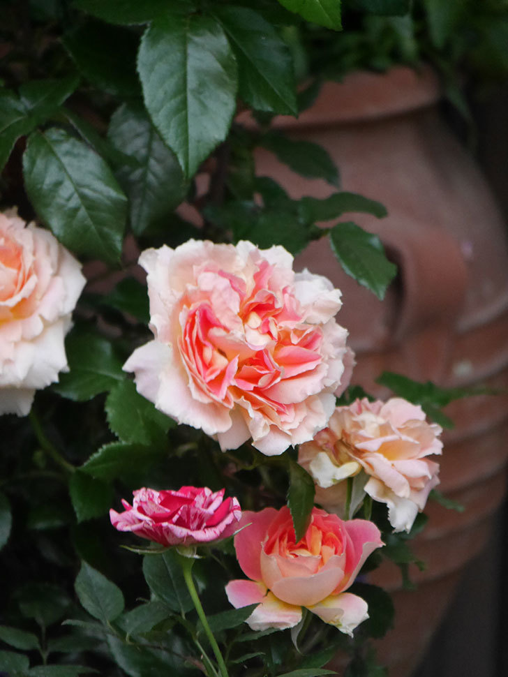 ランタン・シトロイユ(Lanterne Citrouille)の花がたくさん咲いた。半ツルバラ。2020年-009.jpg