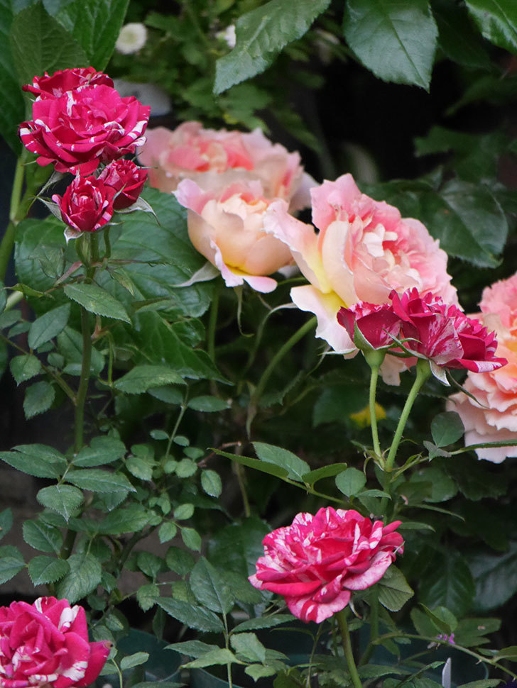 ランタン・シトロイユ(Lanterne Citrouille)の花がたくさん咲いた。半ツルバラ。2020年-010.jpg