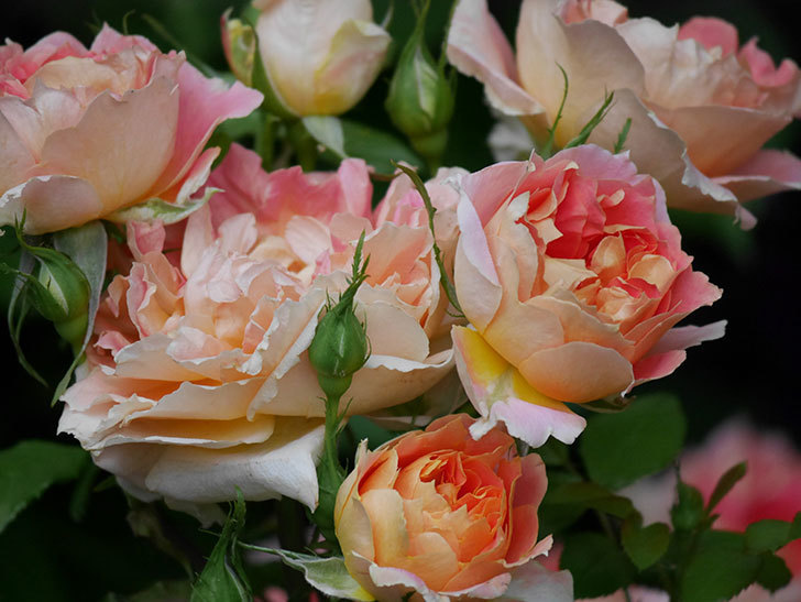 ランタン・シトロイユ(Lanterne Citrouille)の花がたくさん咲いた。半ツルバラ。2020年-011.jpg
