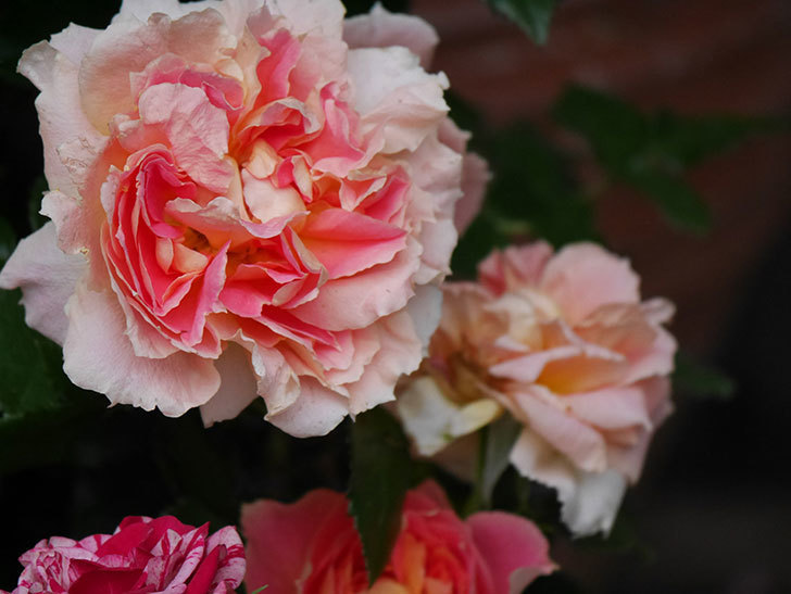 ランタン・シトロイユ(Lanterne Citrouille)の花がたくさん咲いた。半ツルバラ。2020年-013.jpg