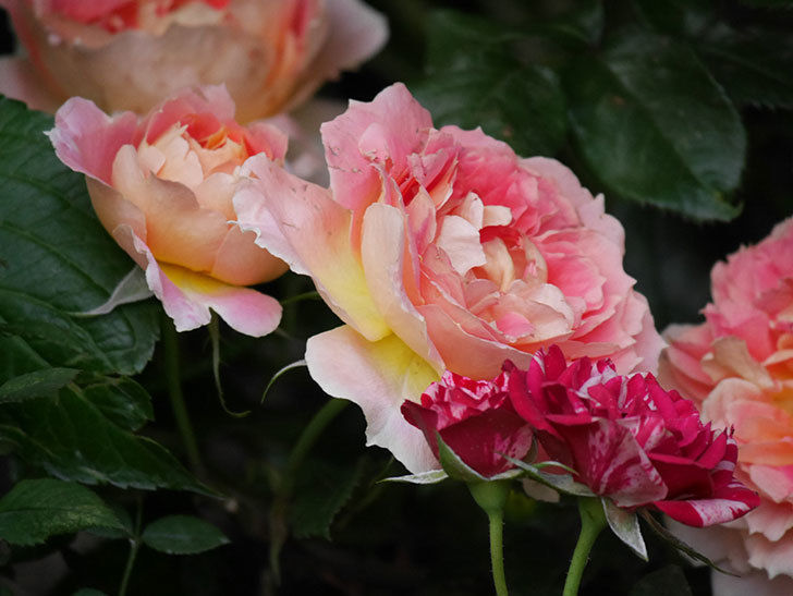 ランタン・シトロイユ(Lanterne Citrouille)の花がたくさん咲いた。半ツルバラ。2020年-014.jpg