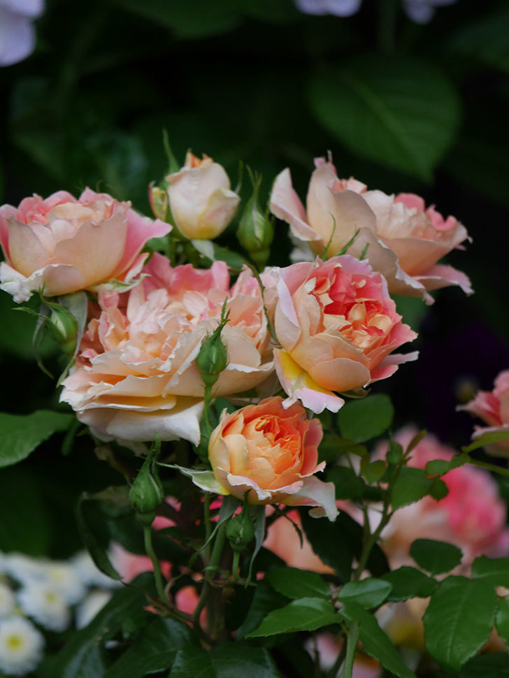 ランタン・シトロイユ(Lanterne Citrouille)の花がたくさん咲いた。半ツルバラ。2020年-015.jpg