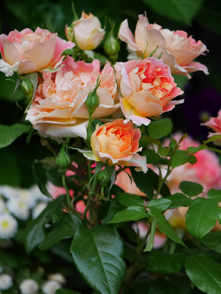 ランタン・シトロイユ(Lanterne Citrouille)の花がたくさん咲いた。半ツルバラ。2020年-016.jpg