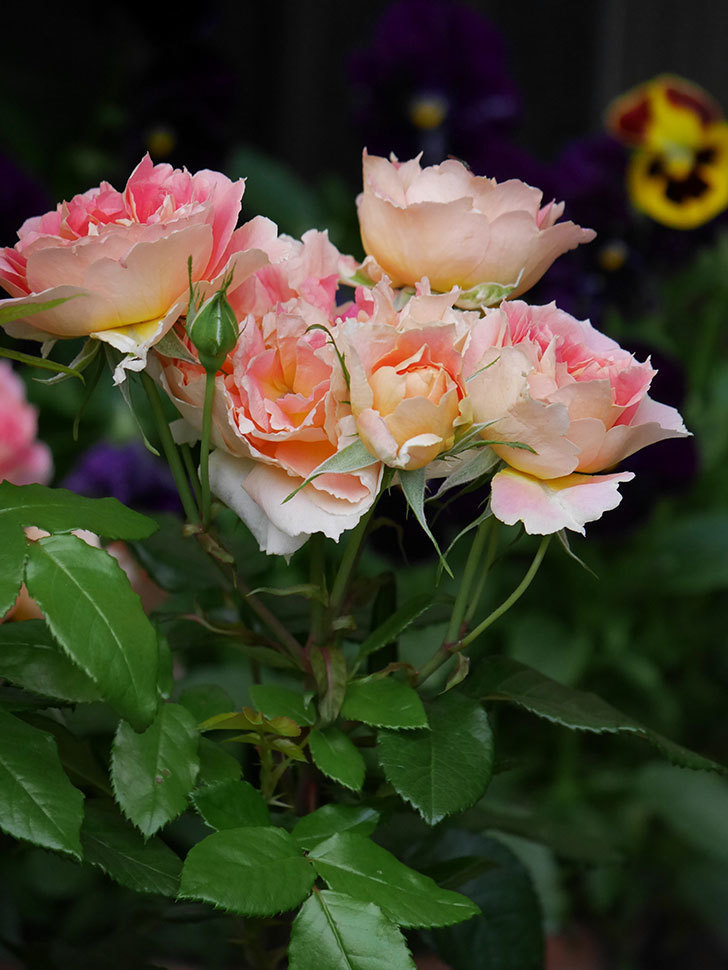 ランタン・シトロイユ(Lanterne Citrouille)の花がたくさん咲いた。半ツルバラ。2020年-017.jpg